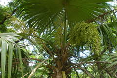 Thrinax parviflora